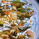 Legislação sobre CITES-Convenção sobre o Comércio Int. de Espécies da Fauna e da Flora Selvagem Ameaçadas de Extinção