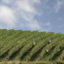 Legislação sobre Qualidade dos produtos agrícolas e dos géneros alimentícios (DOP, IGP, IG)